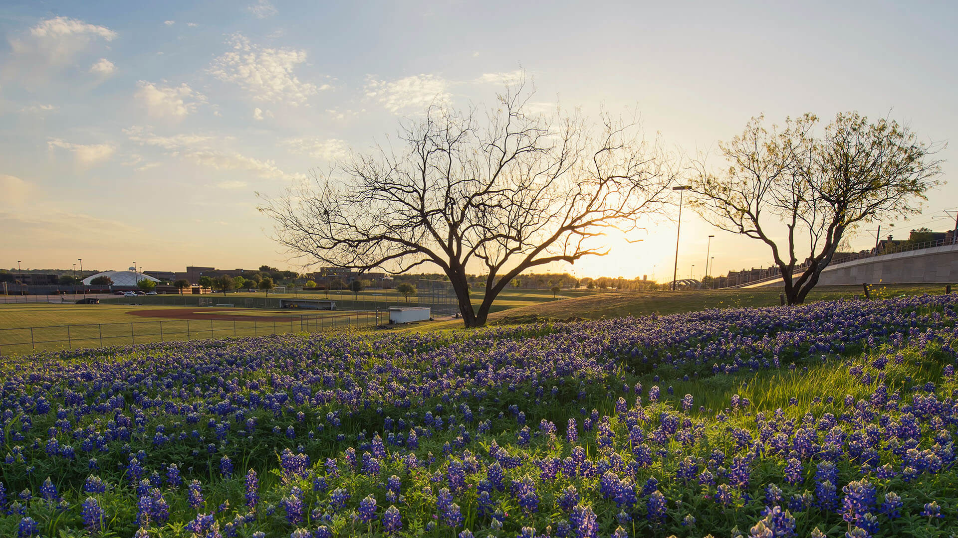Bluebonnet flowers field